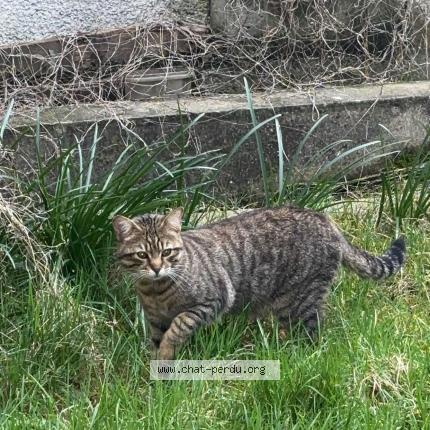 Photo 1/1 Found cat Found in Villepinte