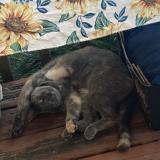 Picture of cat lost at Cumming