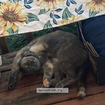 Photo 1/1 Moki Chat lost in Cumming