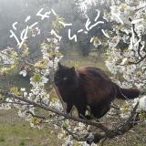 Picture of cat lost at Mazan