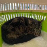 Picture of cat found at Paris 13