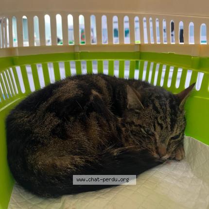 Photo 1/1 Found cat Found in Paris 13