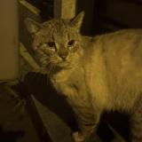 Picture of cat found at Roubaix 59100