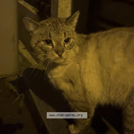 Photo 1/1 Found cat Found in Roubaix 59100