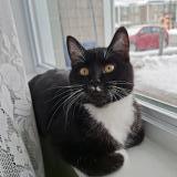 Picture of cat lost at Levis