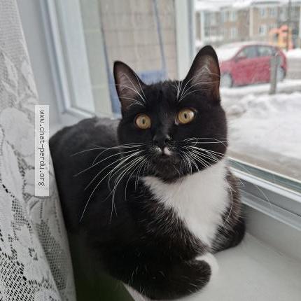 Photo 1/1 Pousse Pousse Chat lost in Levis