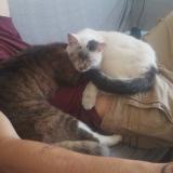 Picture of cat lost at Saint Ghislain