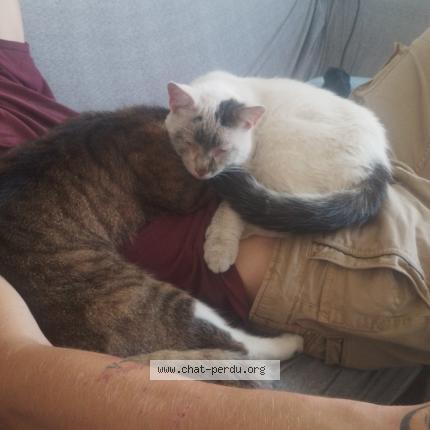 Photo 1/1 Chance Chat lost in Saint ghislain