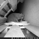 Picture of cat found at La Terrasse