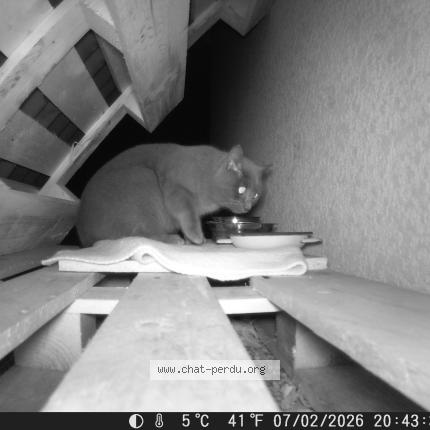 Photo 1/1 Found cat Found in La terrasse