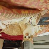 Picture of cat lost at Ouistreham