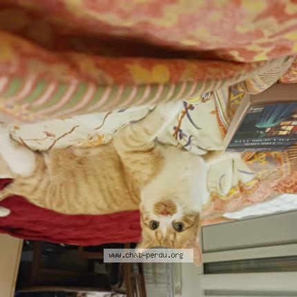 Photo 1/1 TIGROU Chat lost in Ouistreham