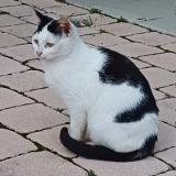 Picture of cat found at Colomiers