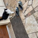 Picture of cat found at Remy