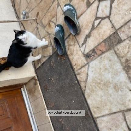 Photo 1/1 Found cat Found in Remy