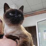 Picture of cat lost at La Garnache