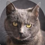 Picture of cat lost at Besancon