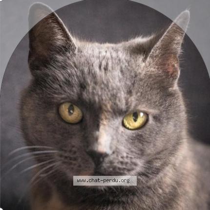 Photo 1/1 winnie Chat lost in Besancon