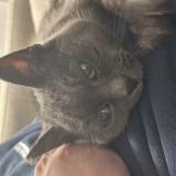 Picture of cat found at Seyssel