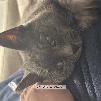 Photo 1/1 Found cat Found in Seyssel