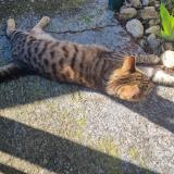 Picture of cat found at Toulouse