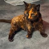 Picture of cat found at Famars