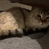 Picture of cat found at Quinsac