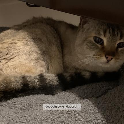 Photo 1/1 Found cat Found in Quinsac