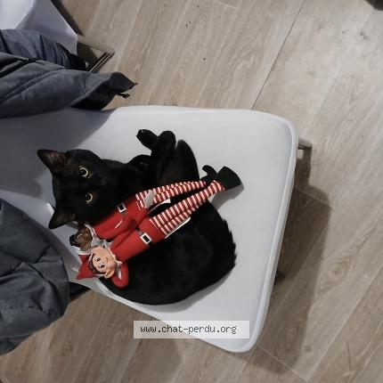 Photo 1/1 Found cat Found in Achicourt