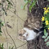 Picture of cat found at Montlouis Sur Loire