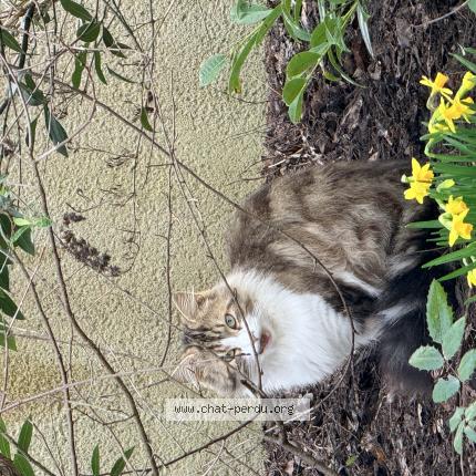 Photo 1/1 Found cat Found in Montlouis sur loire