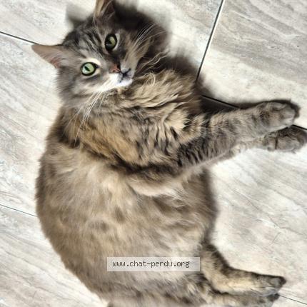 Photo 1/1 Sanka Chat lost in Azereix