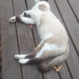 Picture of cat lost at Cornebarrieu