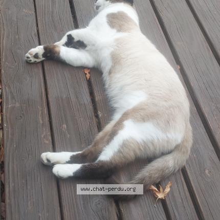 Photo 1/1 Blanco Chat lost in Cornebarrieu