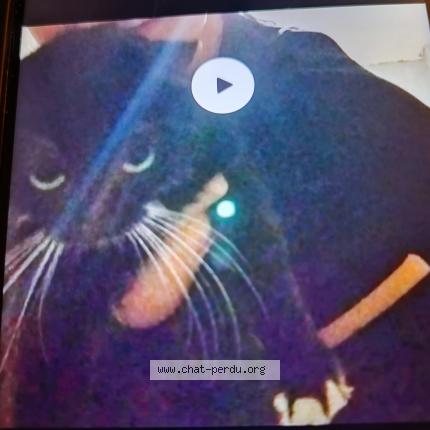 Photo 1/1 Pixie Chat lost in Salies de bearn