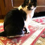 Picture of cat lost at Chatellerault