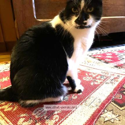 Photo 1/1 Perle Chat lost in Chatellerault