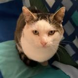 Picture of cat lost at Chaumergy