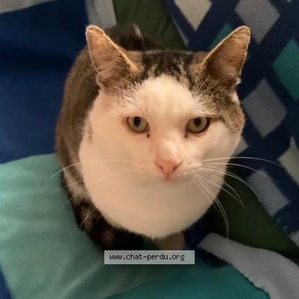 Photo 1/1 Tekito Chat lost in Chaumergy