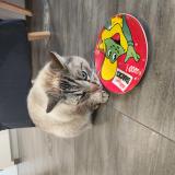 Picture of cat found at Varangeville