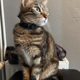 Picture of cat lost at Muret