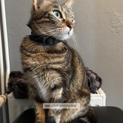 Photo 1/1 Nala Chat lost in Muret