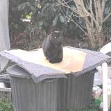 Picture of cat found at Torcy