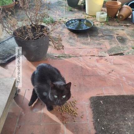 Photo 2/2 Found cat Found in Torcy
