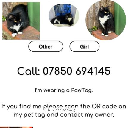 Photo 1/1 Shorty Chat lost in London