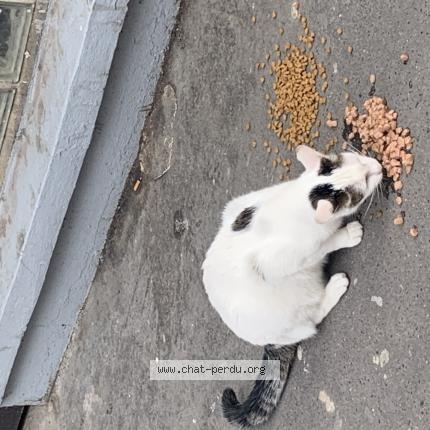 Photo 1/1 Found cat Found in Pantin