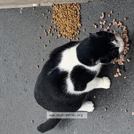 Photo 1/1 Found cat Found in Pantin