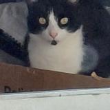 Picture of cat lost at Plelan Le Petit