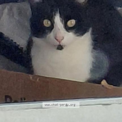 Photo 1/1 Cat reunited Lost in Plelan le petit