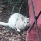 Picture of cat found at Sautron